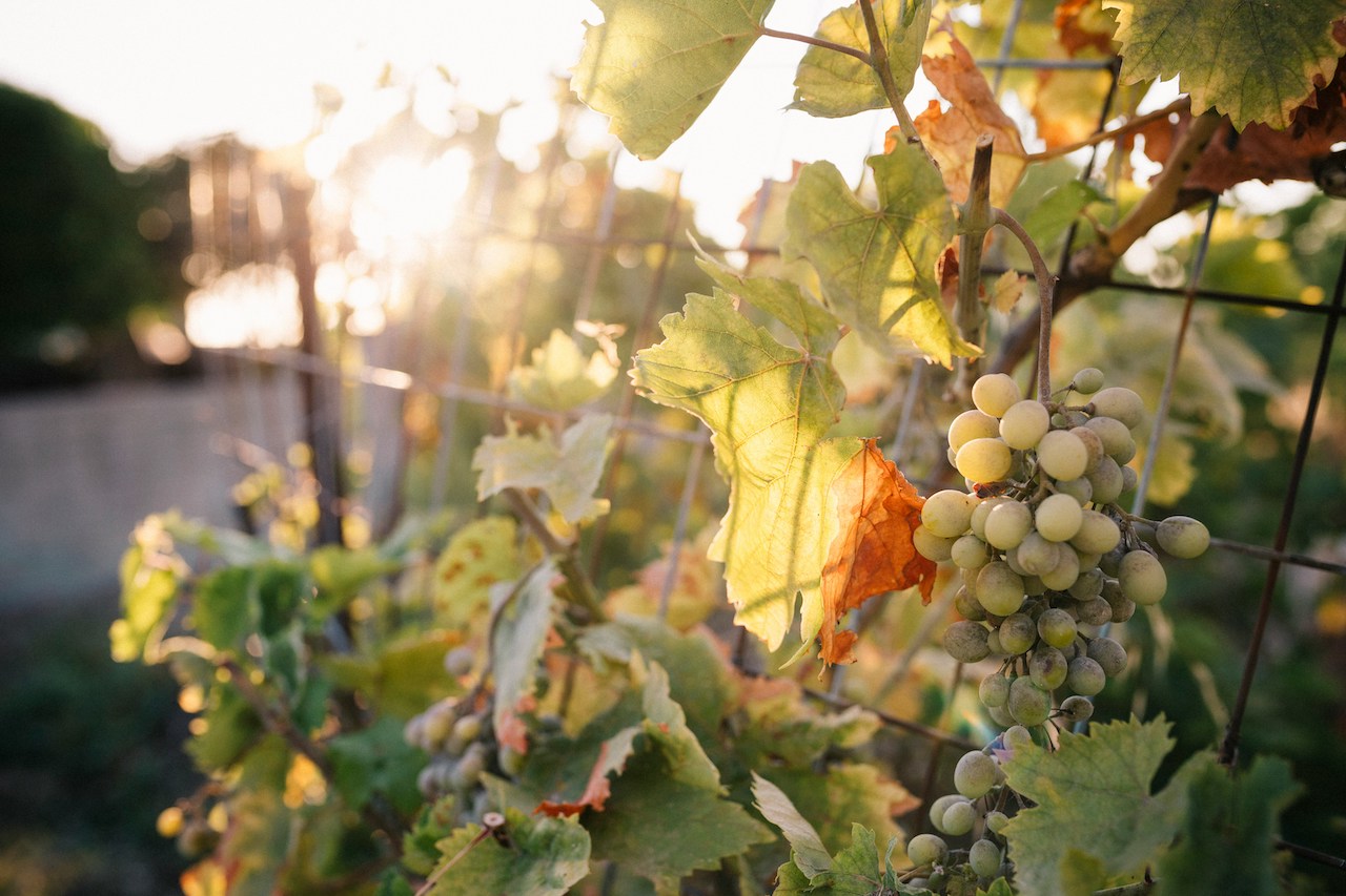 Mida peaksin teadma Kreeta viinamarjasortidest? 